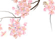 cherry blossom flowers with branch on white background, for card or object vector illustration