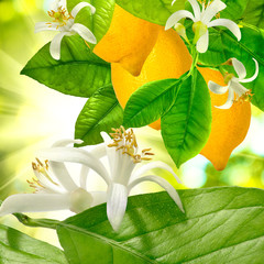 Wall Mural - lemon on a branch in a garden closeup