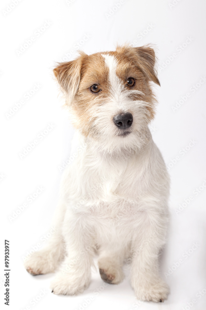 Photo Art Print Young Dog Jack Russell Terrier On The White