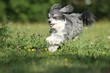 Kleiner Hund rennt über Blumenwiese