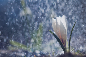 White crocus on background drops