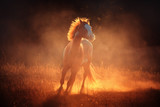 Fototapeta Konie - Appaloosa horse run in dust