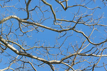 Leafless Tree Branches Against Blue Sky