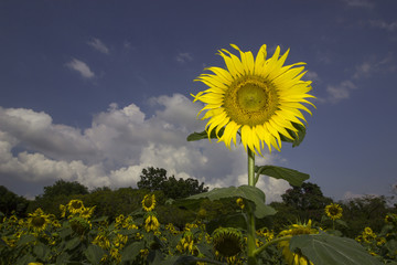 sunflowers bloom in the garden on a beautiful bright blue.