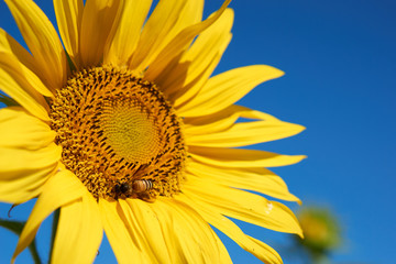 Bee collect pollen from yellow sunflower