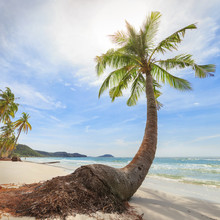 Tropical Beach With High Palms