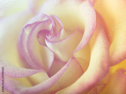 Nowoczesny obraz na płótnie Rose flower close-up, Soft focus