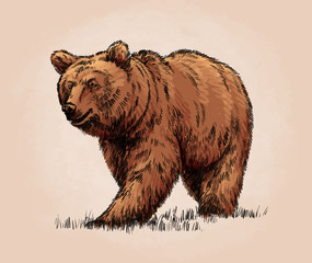 Wall Mural - color engrave isolated grizzly bear