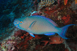 Fototapeta  - Ember parrotfish 