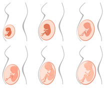 Six Pregnancy Stages