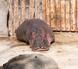 Lazy Hippo 4
