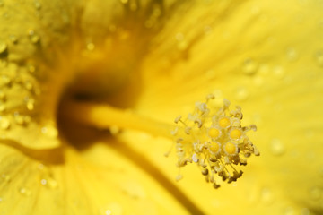 Wall Mural - yellow pollen hibiscus flower.