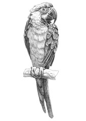 illustration with parrot