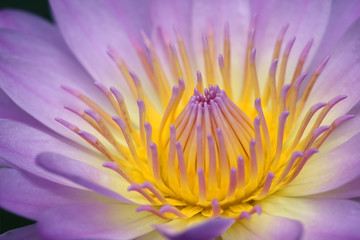 Wall Mural - close up of yellow-purple lotus flower.
