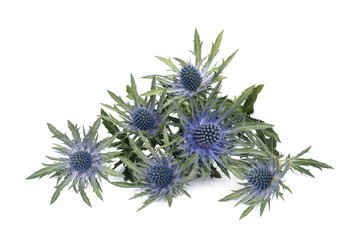 Sticker -  eryngium