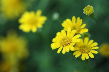 Wall Mural - yellow daisey flower.