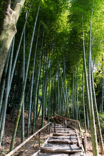 Obraz w ramie Path inside a Bamboo forest in Kyoto