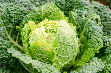 Fresh cabbage in the organic farm