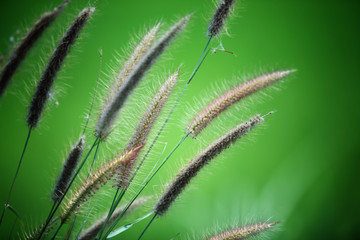  reed with green background.