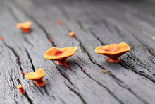 Orange Mushroom On Decay Wood