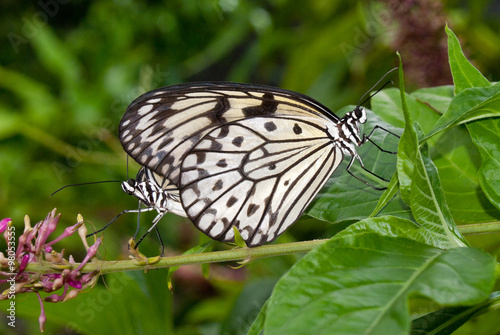 Fotografie, Tablou Tree Nymph (Idea leuconoe) also known as Paper Kite Butterfly (mating)