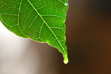 Leafs Micro shot