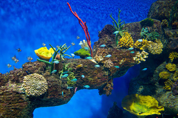 Wall Mural - Coral Reef and Tropical Fish in Sunlight