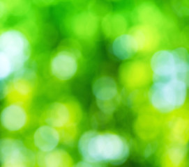 Wall Mural - green bokeh from tree