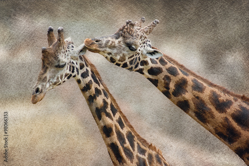 Obraz w ramie Giraffe couple in love. Valentine's day background