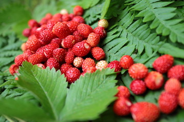 wild strawberries