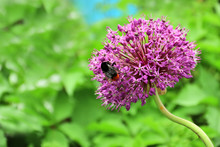 Purple Flower Of Decorative Allium With Shaggy Bumblebee Sitting On It. Shallow Depth Of Field, Blurred Natural Background, Focus On Bud Of Flower With Bumblebee