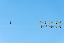 Individuality Concept, Birds On A Wire