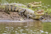 Two Caymans (Caiman Crocodilus Fuscus)