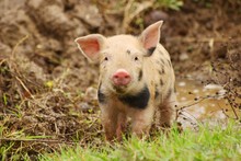Cute Piglet On Farm