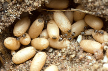 Ants In Nest Rescuing Eggs