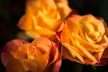 Three Orange Rose Flowers With Dew, Close Up