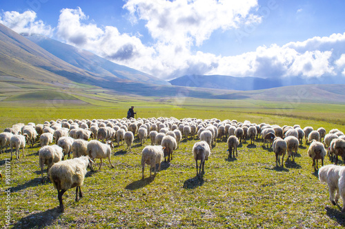 Cuadros en Lienzo pastore con gregge di pecore sui monti Sibillini, Italia