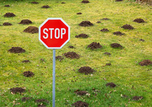 Stop To Garden Damage  By Mole 