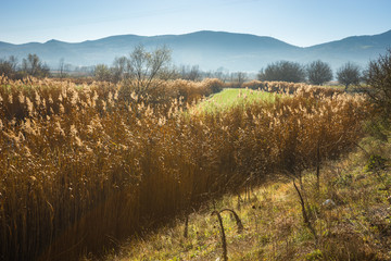 Early morning in the mountains, field and fog