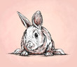brush painting ink draw isolated rabbit illustration