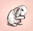 brush painting ink draw isolated rabbit illustration
