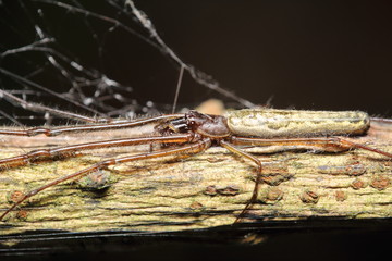 Small jump spider