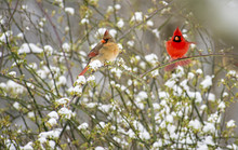 Male And Female Cardinals Sitting On A Snowy Bush.