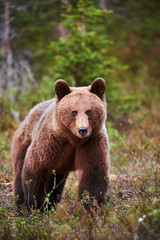 Wall Mural - wild brown bear