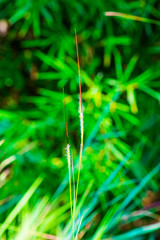 Canvas Print - Grass flower in national park