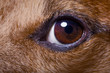 canvas print picture - close up dog eye