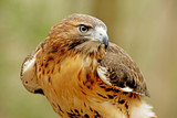 Fototapeta Na ścianę - Head shot of a Red Tailed Hawk with green background.