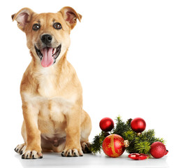 Sticker - Small funny cute dog with Christmas toys, isolated on white