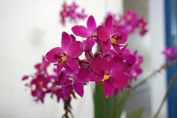 Wall Mural - magenta color orchid flower