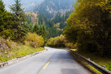 Canvas Print - Forest road